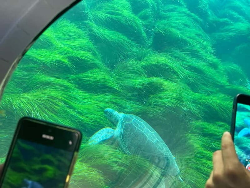 Paphos: Turtle Watching Cruise,Snorkelling Adventure &Sunset - Key Points and Takeaways