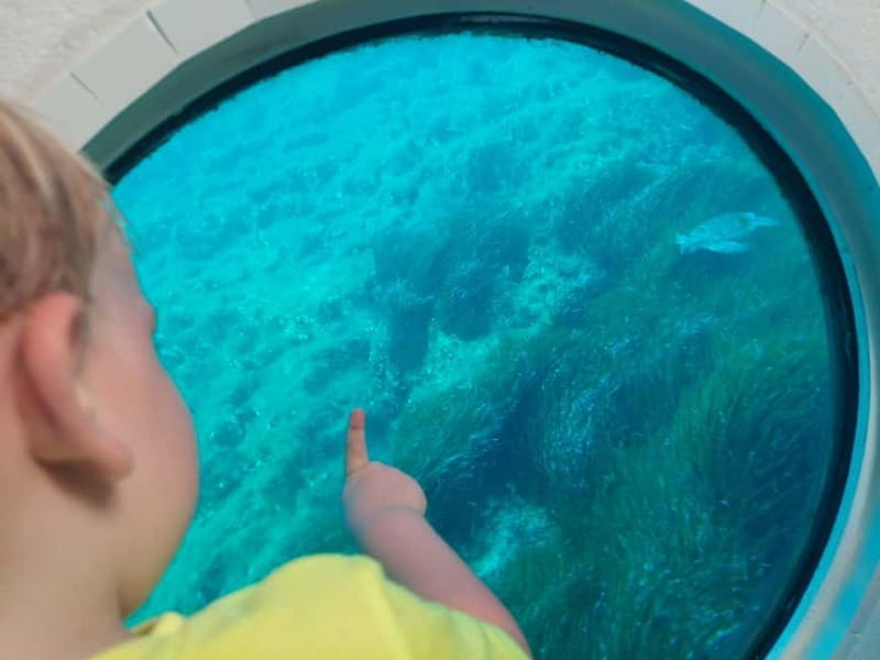 Paphos: Turtle Watching Cruise,Snorkelling Adventure &Sunset - The Sum Up