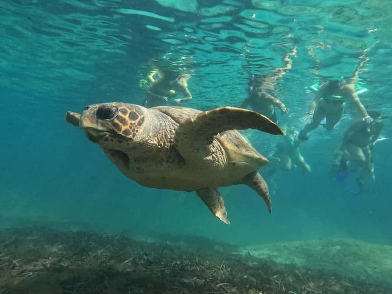 Paphos: Turtle-Watching Snorkeling Sea Scooter Trip - Final Thoughts: Is It Worth It?