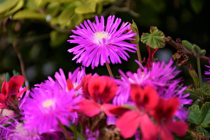 Paradise Valley Beauty Walk - Discovering Madeira’s Natural Charm on the Paradise Valley Beauty Walk