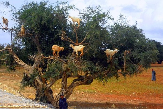 Paradise Valley Excursion - Crossing the Gorges