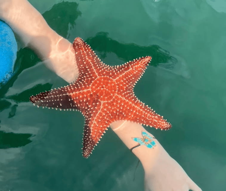 Paraty: A Private Speedboat Experience in Mamangua - Who Is This Tour Best For?