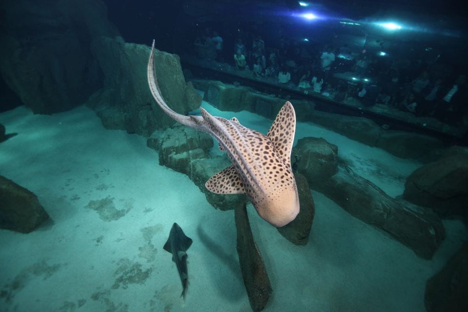 Paris: Aquarium De Paris Entrance Ticket - Transportation