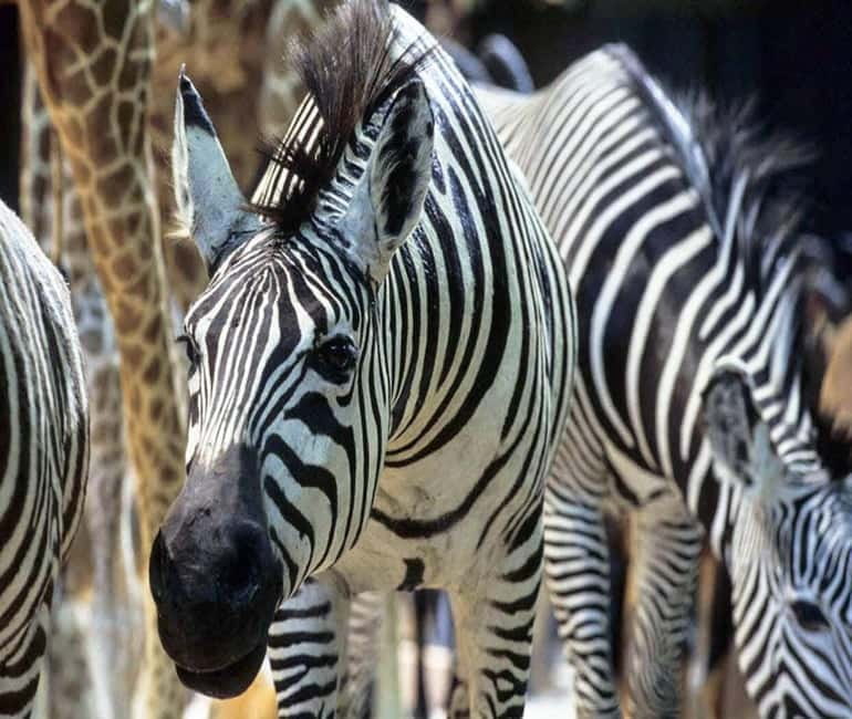 Paris: Ménagerie Zoo of Jardin des Plantes Entrance Ticket - Discovering the Charm of the Ménagerie Zoo