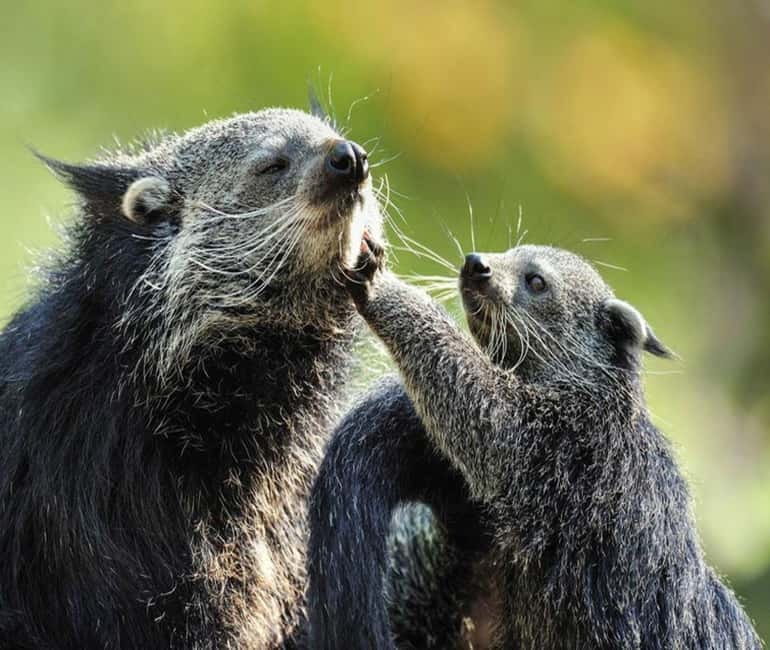 Paris: Ménagerie Zoo of Jardin des Plantes Entrance Ticket - Transport and Practical Details