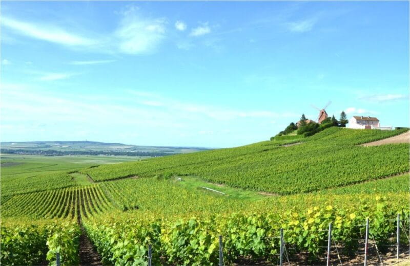 Paris: Private Day Trip to Champagne with 8 Tastings & Lunch - Who Will Love This Experience?