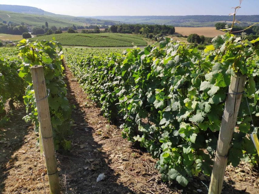 Paris: Private Epernay Trip With Champagne Vineyard Tastings - Lunch in a Local Restaurant