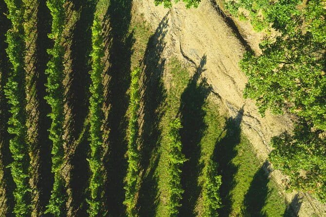 Parma Hills and Wine Tasting with Food Platter - Exploring the Vineyard and Winery