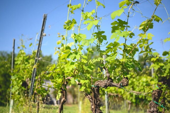 Parma Hills and Wine Tasting with Food Platter - Who Would Love This Tour?