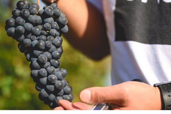 Parma Hills and Wine Tasting with Food Platter - Price and Logistics