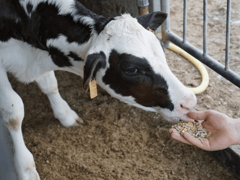 Parmesan Wheels near Parma: Tasting & Factory Tour - A Taste of Italy’s Finest: Parmesan Wheels near Parma