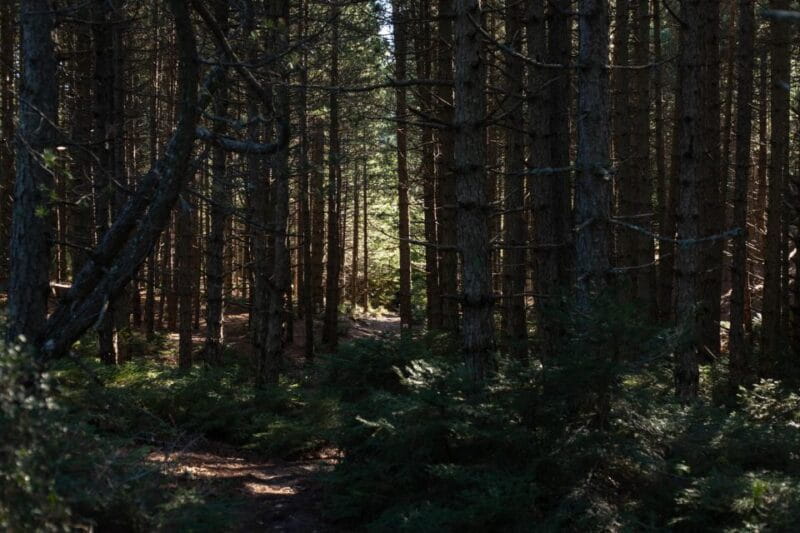 Parnitha (Parnis) / Skipiza & Mola loop - Hike near Athens - Logistics and Value: What You’re Getting for $90