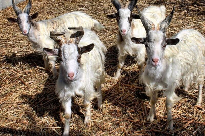 Partinico: Farm's Animals and Aromatic Garden Experience - Ideal for Families and Curious Travelers