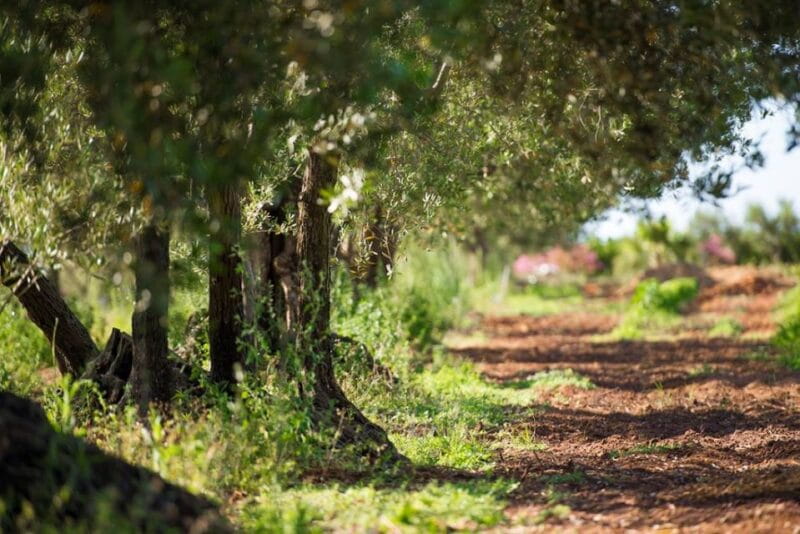 Partinico: Olive Harvest with Wine Tasting and Brunch - FAQ