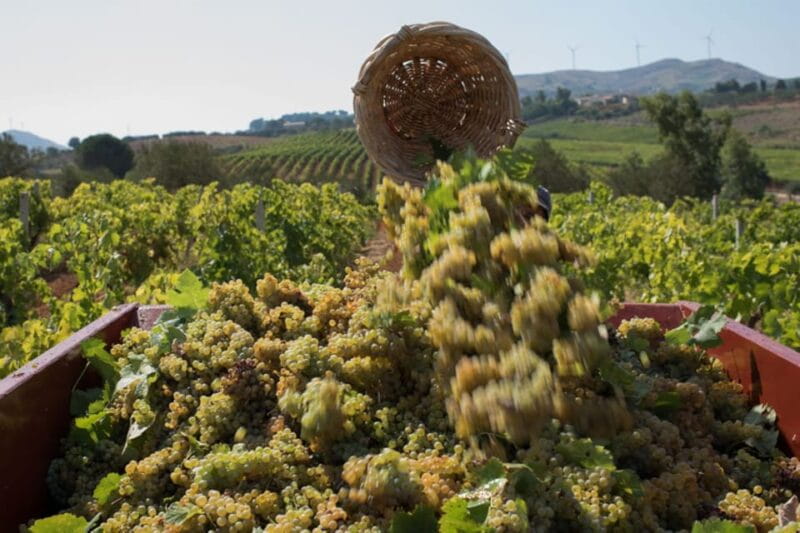 Partinico:Grape harvest in the lands of FrederikII of Swabia - Key Points / Takeaways