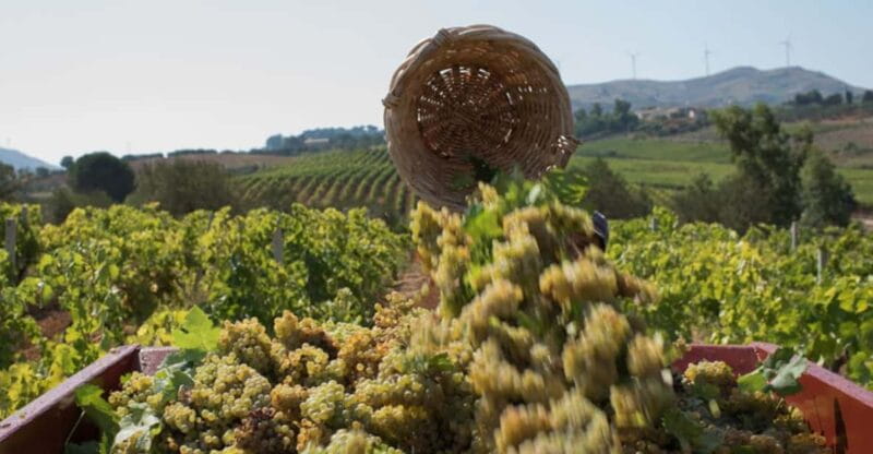Partinico:Grape harvest in the lands of FrederikII of Swabia - Visiting the Cellar: Secrets of Wine Aging