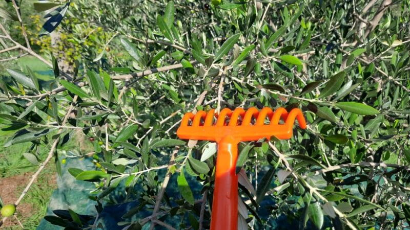 Passeggiando nell'uliveto: come nasce l'olio extrav d'oliva? - Exploring the Olive Experience Tour: The Heart of Tuscany’s Olive Oil