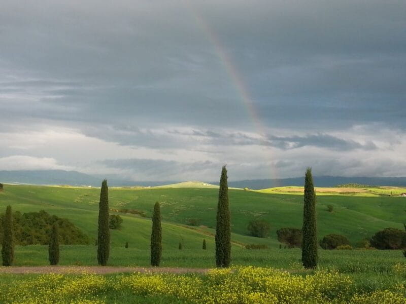 Passeggiando nell'uliveto: come nasce l'olio extrav d'oliva? - Who Should Consider This Tour?