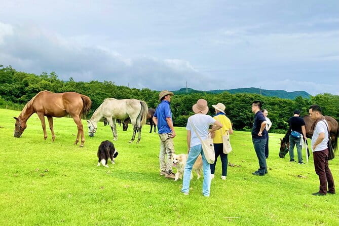 Pasture Hike With Horse Whisperer at Horse Trust in Kagoshima - Scenic Trails of Kagoshima