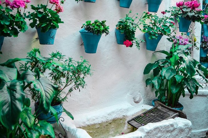 Patios Tour in Cordoba - Patios and Courtyards