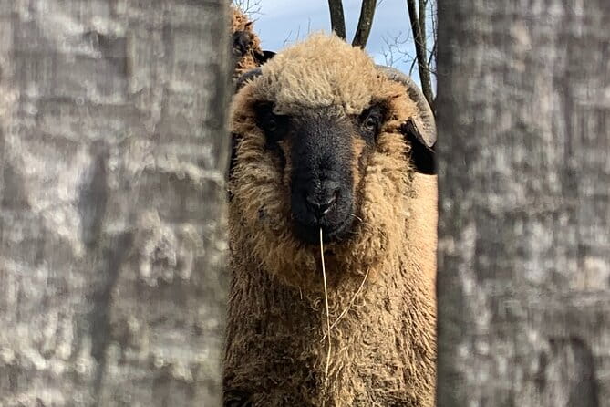 Peles castle and authentic Romanian village experience - day trip - Cost and Value: Is It Worth It?