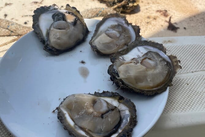 Peljeac - Wine, Oysters and Food Experience from Dubrovnik - Oyster Tasting in Hodilje