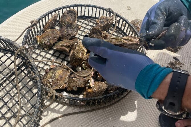 Peljeac - Wine, Oysters and Food Experience from Dubrovnik - The Buzara Dish and More Wine