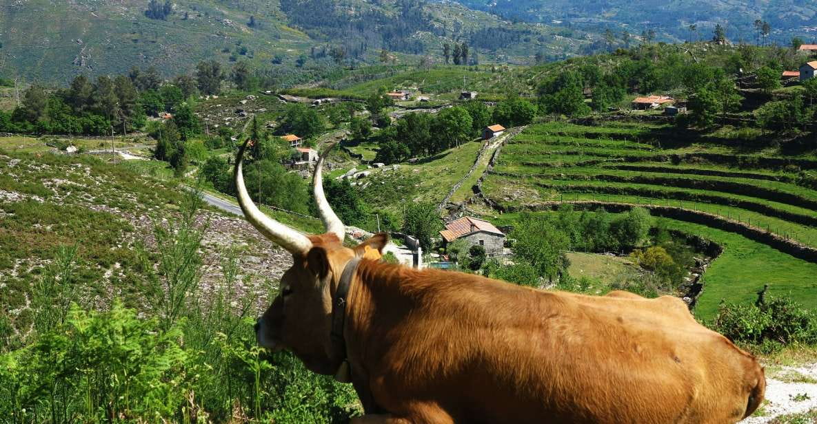 Peneda-Gerês: Full-Day Premium Tour - Sanctuary of São Bento Da Porta Aberta