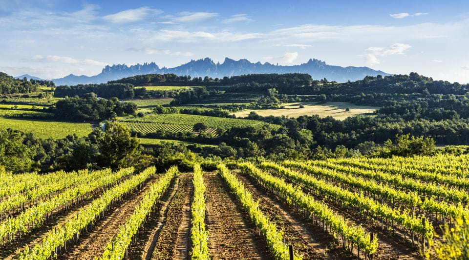 Penedès: Self-Guided Bike Tour With Winery Visit - Guest Reviews