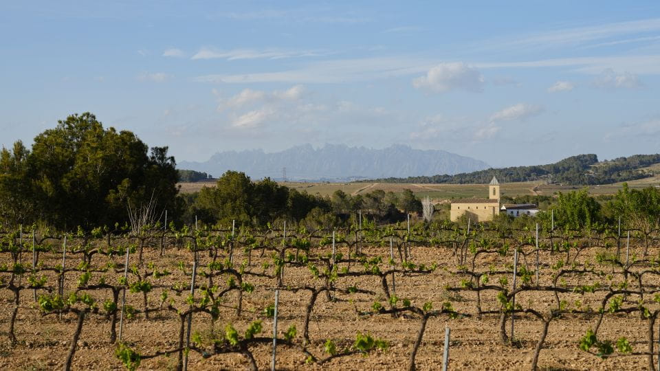 Penedès Vine to Wine: Personalized Cava Taste & Craft Workshop - Vine to Wine Journey