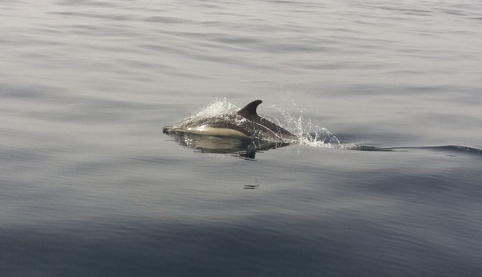 Peniche: Dolphin Route Boat Trip - Spotting Sea Life