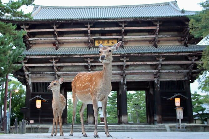 Perfect Nara Park Half-Day Bus Tour With English Speaking Guide - Important Notifications