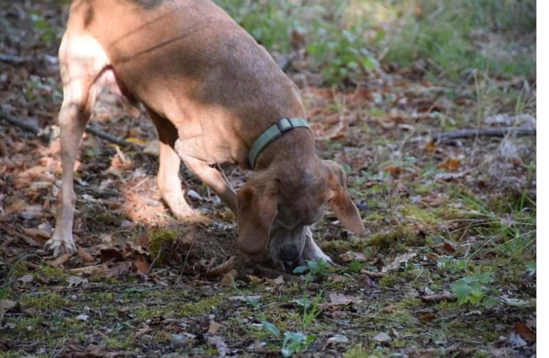 Perugia: Truffle Tasting & Museum Tour in Umbria - Key Points / Takeaways