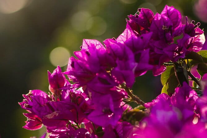 Photo Walking Tour in Sitges - Exploring Sitges Through a Photographic Lens: A Detailed Review