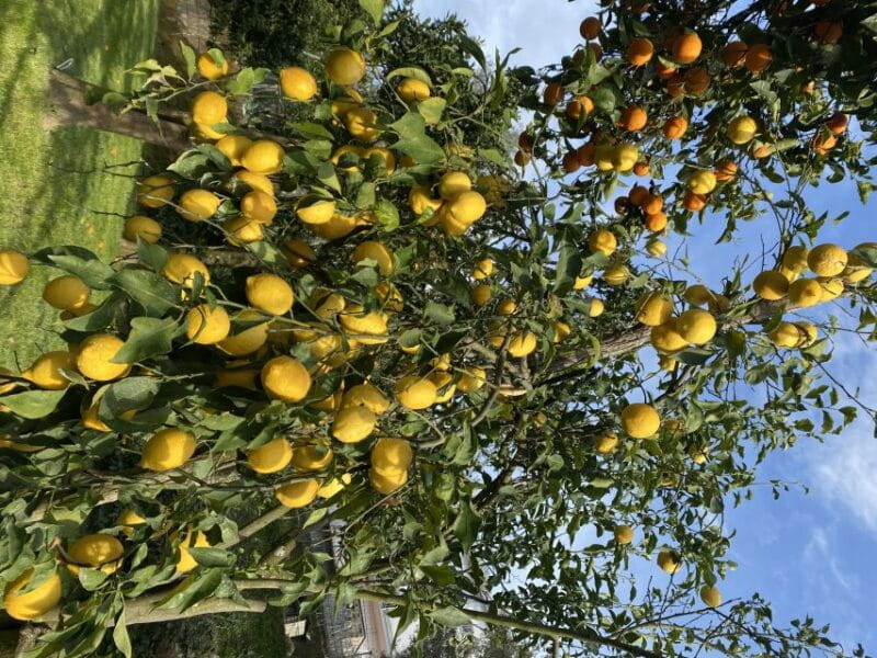 Piano di Sorrento: Cooking Class with Food Tasting and Wine - FAQ