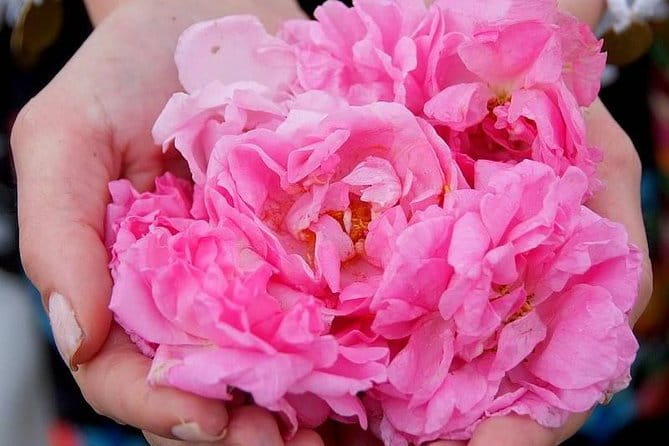 Picking Roses Workshop & Extracting Rose Oil in the Rose Valley - Discover the Charm of Bulgaria’s Rose Valley Through a Hands-On Workshop