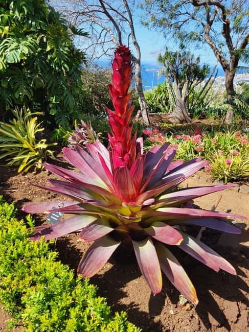 Pico do Arieiro, Santana & more  Full Day Tour With PickUp - Who This Tour Suits Best