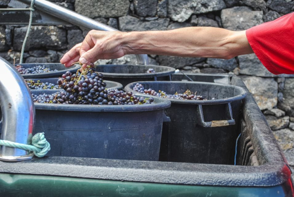 Pico Island: Full Day Wine Culture Tour - Food Restrictions
