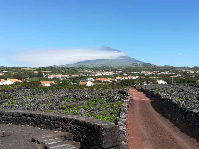 Pico Island: Tours on Pico Island - Discovering Pico’s Unique Landscape and Heritage