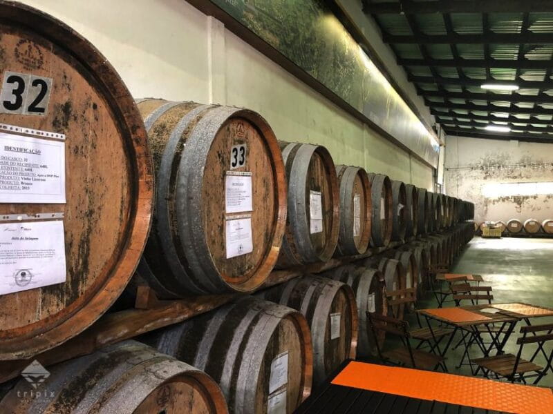 Pico Wine Tour: Get to know Pico's wines - Key points / Takeaways