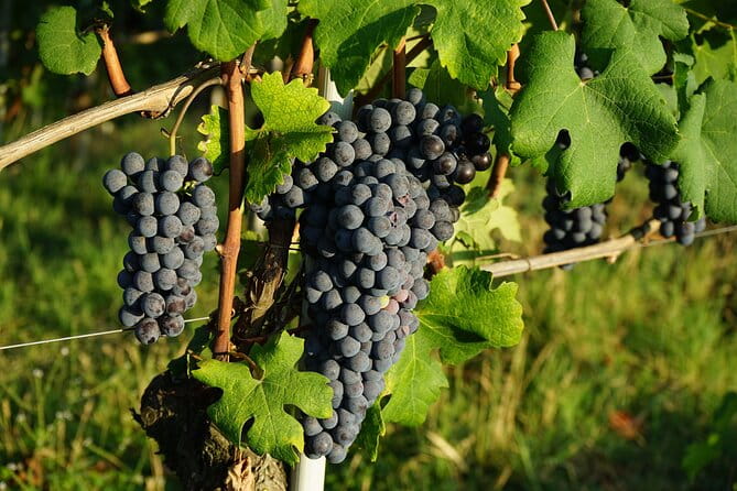 Piemonte Vineyards by Yourself from Turin - Business Car with English Chauffeur - Exploring the Piemonte Vineyards Experience in Detail