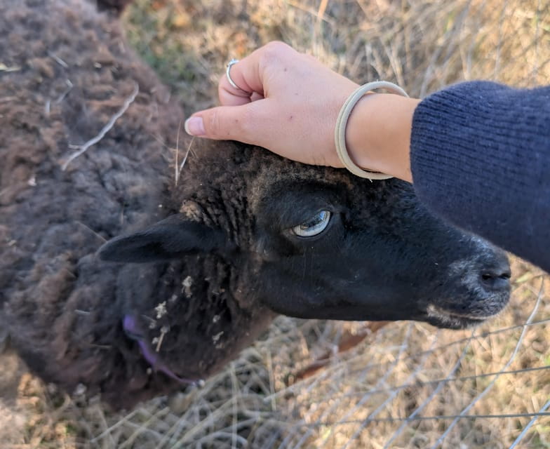 Pienza: Sheep and Chickens Tour w/Gourmet Lunch at Farmhouse - The Sum Up