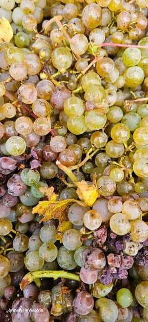 Pinot Noir & Pinot Wine Tour to Baden-Württemberg - Discovering Baden-Württemberg’s Pinot Noir: A Practical Breakdown