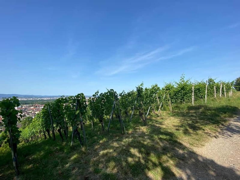 Pinot Noir & Pinot Wine Tour to Baden-Württemberg - Final Thoughts