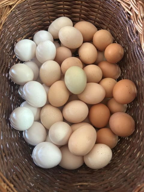 Pisa: Private Home-made Pasta Cooking Class - Key Points / Takeaways