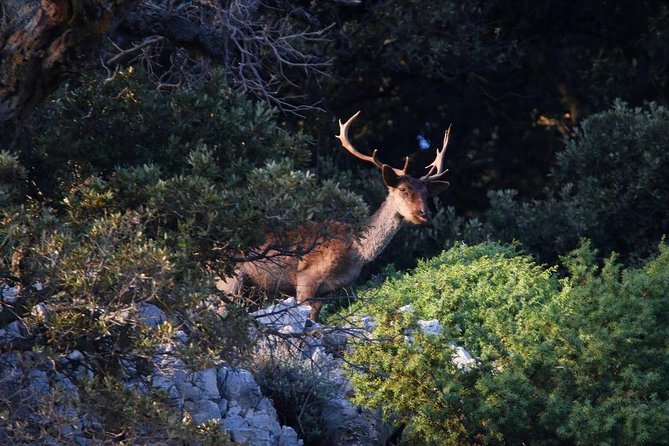 Plavnik Island & Wild Bays Full-Day Boat Trip With Capt. Bobo - Swim at Secret Beaches