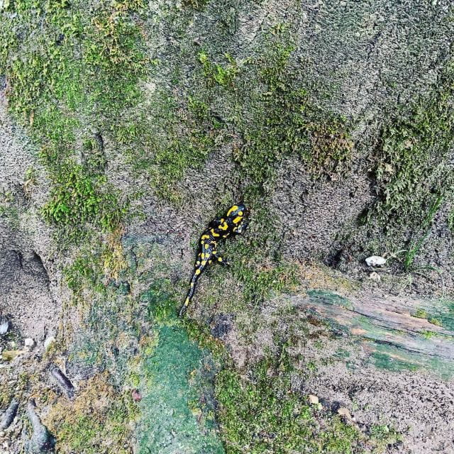 Plitvice Lakes National Park: Walking, Boat, and Train Tour - Customer Reviews