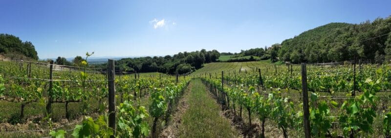 Podere Della Bruciata: Montepulciano Primal Cru Experience - Diving into the Experience: What to Expect and Why It Matters