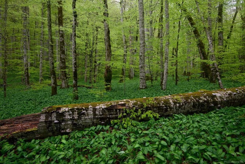 Podgorica: Biogradska Gora, Moraca and Kolasin Day Tour - Final Thoughts