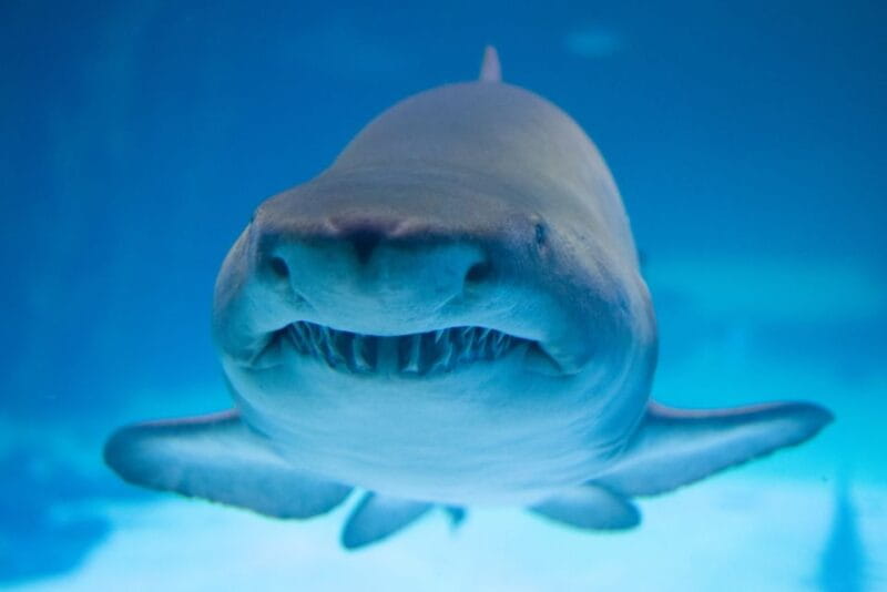 Poema del Mar Skip-the-Line Ticket - Canary Islands’ Marine Life: El Veril and Local Highlights